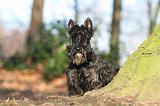 SCOTTISH TERRIER 055